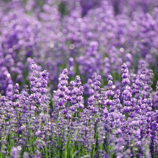 lavender benefits blog post image brigid trading company essential oils better skin sleep mood