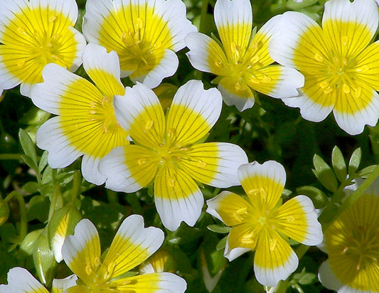 meadowfoam flowers in a meadow limnanthes alba brigid trading company blog about meadowfoam seed oil for natural skincare and hair care