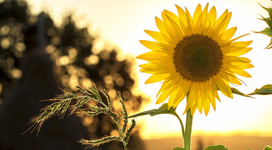 sunflower image summer sunset brigid photo by pixabay from pexels