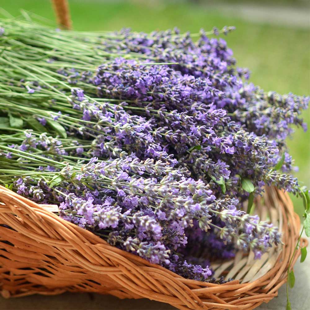 made with real local lavender essential oil gig harbor kitsap county washington state image is of lavender stems in a basket with grass background